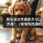 狗宝宝出生后多久可以洗澡？（宝宝狗洗澡的最佳时机和注意事项）（图1）