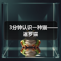 3分钟认识一种猫——暹罗猫（图4）