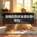 狗狗刚到新家很安静正常吗？