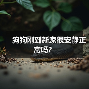 狗狗刚到新家很安静正常吗?(图4) 狗狗刚到新家很安静正常吗?(图4)