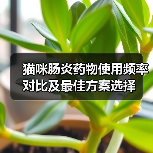 猫咪肠炎药物使用频率对比及最佳方案选择（图4）