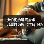 小奶狗的睡眠需求——以满月为界（了解小奶狗满月后的睡眠时长和注意事项）（图3）
