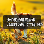 小奶狗的睡眠需求——以满月为界（了解小奶狗满月后的睡眠时长和注意事项）（图1）