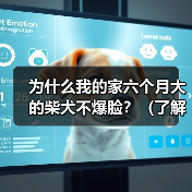 为什么我的家六个月大的柴犬不爆脸?(了解柴犬生长发育的关键,让你的宠物爆脸吧!)(图4) 为什么我的家六个月大的柴犬不爆脸?(了解柴犬生长发育的关键,让你的宠物爆脸吧!)(图4)