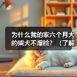 为什么我的家六个月大的柴犬不爆脸?(了解柴犬生长发育的关键,让你的宠物爆脸吧!)(图1) 为什么我的家六个月大的柴犬不爆脸?(了解柴犬生长发育的关键,让你的宠物爆脸吧!)(图1)