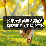 拉布拉多成年大狗的时间及特征（了解拉布拉多的成长过程和发展特点）（图2）