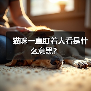 猫咪一直盯着人看是什么意思?(图3) 猫咪一直盯着人看是什么意思?(图3)