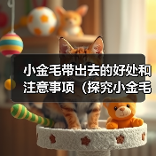 小金毛带出去的好处和注意事项(探究小金毛带出去的益处和必须留心的事项)(图2) 小金毛带出去的好处和注意事项(探究小金毛带出去的益处和必须留心的事项)(图2)