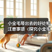 小金毛带出去的好处和注意事项(探究小金毛带出去的益处和必须留心的事项)(图4) 小金毛带出去的好处和注意事项(探究小金毛带出去的益处和必须留心的事项)(图4)