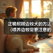 正确照顾边牧犬的方法(喂养边牧需要注意的事项)(图1) 正确照顾边牧犬的方法(喂养边牧需要注意的事项)(图1)