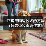 正确照顾边牧犬的方法(喂养边牧需要注意的事项)(图4) 正确照顾边牧犬的方法(喂养边牧需要注意的事项)(图4)