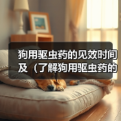 狗用驱虫药的见效时间及（了解狗用驱虫药的见效时间，保护宠物健康）（图3）