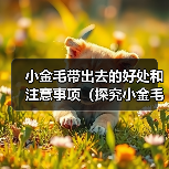 小金毛带出去的好处和注意事项(探究小金毛带出去的益处和必须留心的事项)(图1) 小金毛带出去的好处和注意事项(探究小金毛带出去的益处和必须留心的事项)(图1)