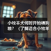 小牧羊犬何时开始喂狗粮?(了解适合小牧羊犬的饮食时间和方式)(图1) 小牧羊犬何时开始喂狗粮?(了解适合小牧羊犬的饮食时间和方式)(图1)