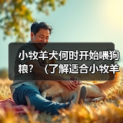 小牧羊犬何时开始喂狗粮?(了解适合小牧羊犬的饮食时间和方式)(图3) 小牧羊犬何时开始喂狗粮?(了解适合小牧羊犬的饮食时间和方式)(图3)
