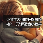 小牧羊犬何时开始喂狗粮?(了解适合小牧羊犬的饮食时间和方式)(图4) 小牧羊犬何时开始喂狗粮?(了解适合小牧羊犬的饮食时间和方式)(图4)