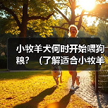 小牧羊犬何时开始喂狗粮?(了解适合小牧羊犬的饮食时间和方式)(图2) 小牧羊犬何时开始喂狗粮?(了解适合小牧羊犬的饮食时间和方式)(图2)