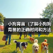 小狗育苗(了解小狗狗育苗的正确时间和方法,确保它们的健康成长)(图1) 小狗育苗(了解小狗狗育苗的正确时间和方法,确保它们的健康成长)(图1)