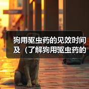 狗用驱虫药的见效时间及（了解狗用驱虫药的见效时间，保护宠物健康）（图2）