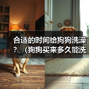 合适的时间给狗狗洗澡?(狗狗买来多久能洗澡?)(图3) 合适的时间给狗狗洗澡?(狗狗买来多久能洗澡?)(图3)