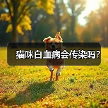猫咪白血病会传染吗？（图1）