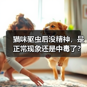 猫咪驱虫后没精神,是正常现象还是中毒了?(图1) 猫咪驱虫后没精神,是正常现象还是中毒了?(图1)
