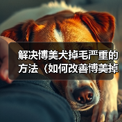 解决博美犬掉毛严重的方法（如何改善博美掉毛？）（图4）