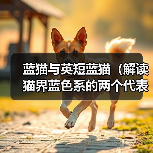蓝猫与英短蓝猫（解读猫界蓝色系的两个代表品种）（图4）