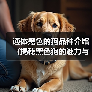 通体黑色的狗品种介绍（揭秘黑色狗的魅力与特点）（图4）