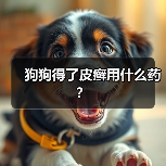 狗狗得了皮癣用什么药？（图4）