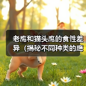 老鹰和猫头鹰的食性差异(揭秘不同种类的鹰喜好的食物以及原因)(图3) 老鹰和猫头鹰的食性差异(揭秘不同种类的鹰喜好的食物以及原因)(图3)