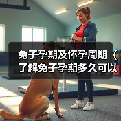 兔子孕期及怀孕周期(了解兔子孕期多久可以怀孕的关键因素)(图4) 兔子孕期及怀孕周期(了解兔子孕期多久可以怀孕的关键因素)(图4)