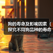 狗的寿命及影响因素（探究不同狗品种的寿命，以及影响狗寿命的关键因素）（图1）