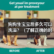 狗狗生宝宝后多久可以洗澡?(了解正确的时间和方法来给母狗和新生幼犬洗澡。)(图2) 狗狗生宝宝后多久可以洗澡?(了解正确的时间和方法来给母狗和新生幼犬洗澡。)(图2)
