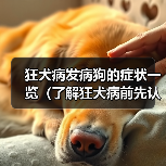 狂犬病发病狗的症状一览(了解狂犬病前先认识狗的早期症状)(图3) 狂犬病发病狗的症状一览(了解狂犬病前先认识狗的早期症状)(图3)