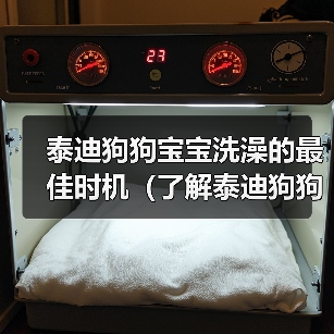 泰迪狗狗宝宝洗澡的最佳时机（了解泰迪狗狗宝宝洗澡的适宜年龄和频率）（图4）
