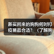 新买回来的狗狗何时打疫苗最合适？（了解狗狗打疫苗的时间表与重要性）（图1）