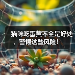 猫咪吃蛋黄不全是好处，警惕这些风险！（图1）