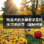 柯基犬的水量需求及饮水习惯调查（揭秘柯基犬每日饮水量的合理范围及相关注意事项）（图3）