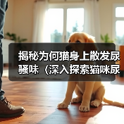 揭秘为何猫身上散发尿骚味（深入探索猫咪尿骚味的成因与解决方案）（图1）