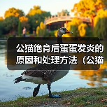 公猫绝育后蛋蛋发炎的原因和处理方法（公猫绝育术后蛋蛋感染的症状及预防措施）（图2）