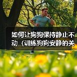 如何让狗狗保持静止不动（训练狗狗安静的关键技巧）（图4）