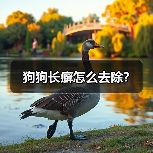 狗狗长癣怎么去除?(图2) 狗狗长癣怎么去除?(图2)