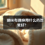 猫咪有猫癣用什么药效果好？（图1）