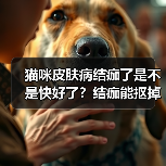猫咪皮肤病结痂了是不是快好了?结痂能抠掉吗?(图1) 猫咪皮肤病结痂了是不是快好了?结痂能抠掉吗?(图1)