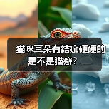 猫咪耳朵有结痂硬硬的是不是猫癣?(图2) 猫咪耳朵有结痂硬硬的是不是猫癣?(图2)