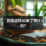 狗狗皮肤长癣了用什么药?（图4）