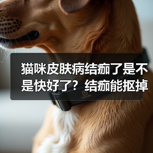 猫咪皮肤病结痂了是不是快好了?结痂能抠掉吗?(图3) 猫咪皮肤病结痂了是不是快好了?结痂能抠掉吗?(图3)
