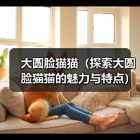 大圆脸猫猫（探索大圆脸猫猫的魅力与特点）（图1）