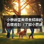 小泰迪蛋黄喂食频率的合理规划(了解小泰迪喂食蛋黄的最佳时间间隔)(图1) 小泰迪蛋黄喂食频率的合理规划(了解小泰迪喂食蛋黄的最佳时间间隔)(图1)